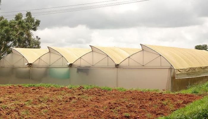 greenhouse, poly house, net house for protective agriculture farming cultivation, ionex agro technology