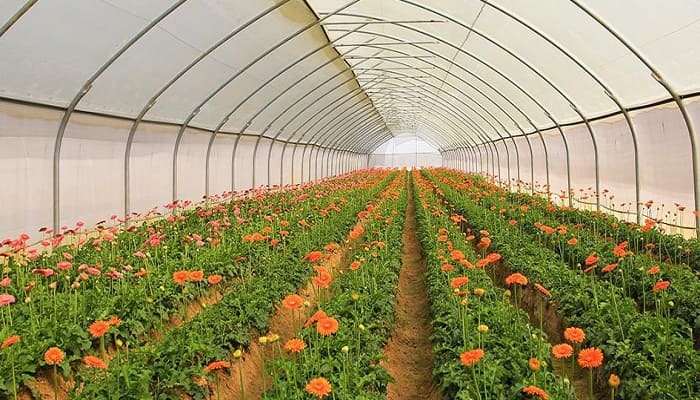 greenhouse, poly house, net house for protective agriculture farming cultivation, ionex agro technology