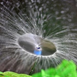 flow adjustable vortex dripper