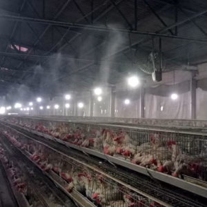 কুয়াশা ফগার সিস্টেম প্যাকেজ Mist Fogger Sprinkler Sprayer System Package